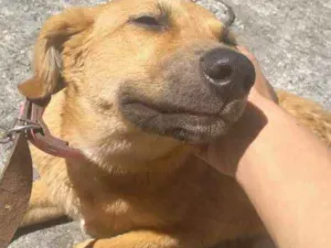 Cachorro raça SRD idade  nome Sem nome