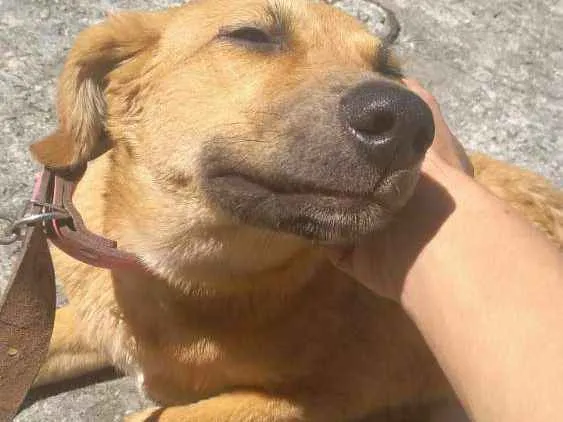 Cachorro ra a SRD idade  nome Sem nome