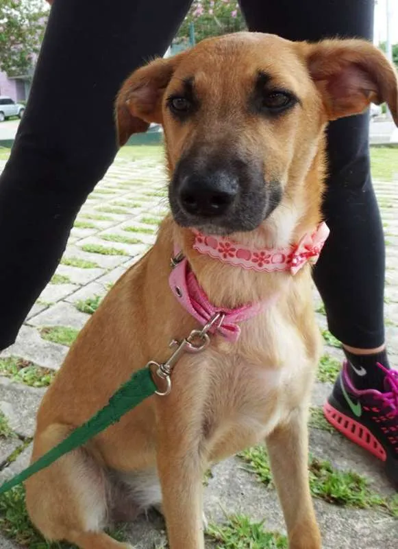 Cachorro ra a SRD idade 7 a 11 meses nome Paçoca GRATIFICA