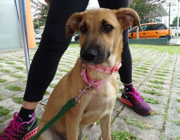 Cachorro ra a SRD idade 7 a 11 meses nome Paçoca GRATIFICA