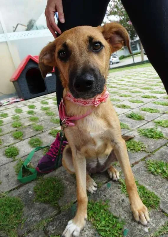 Cachorro ra a SRD idade 7 a 11 meses nome Paçoca GRATIFICA