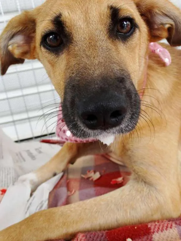 Cachorro ra a SRD idade 7 a 11 meses nome Paçoca GRATIFICA