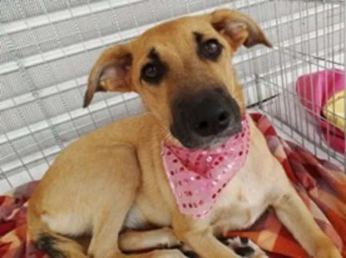 Cachorro ra a SRD idade 7 a 11 meses nome Paçoca GRATIFICA