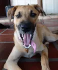 Paçoca GRATIFICA