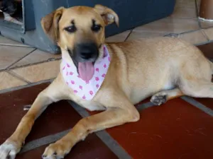 Cachorro raça SRD idade 7 a 11 meses nome Paçoca GRATIFICA