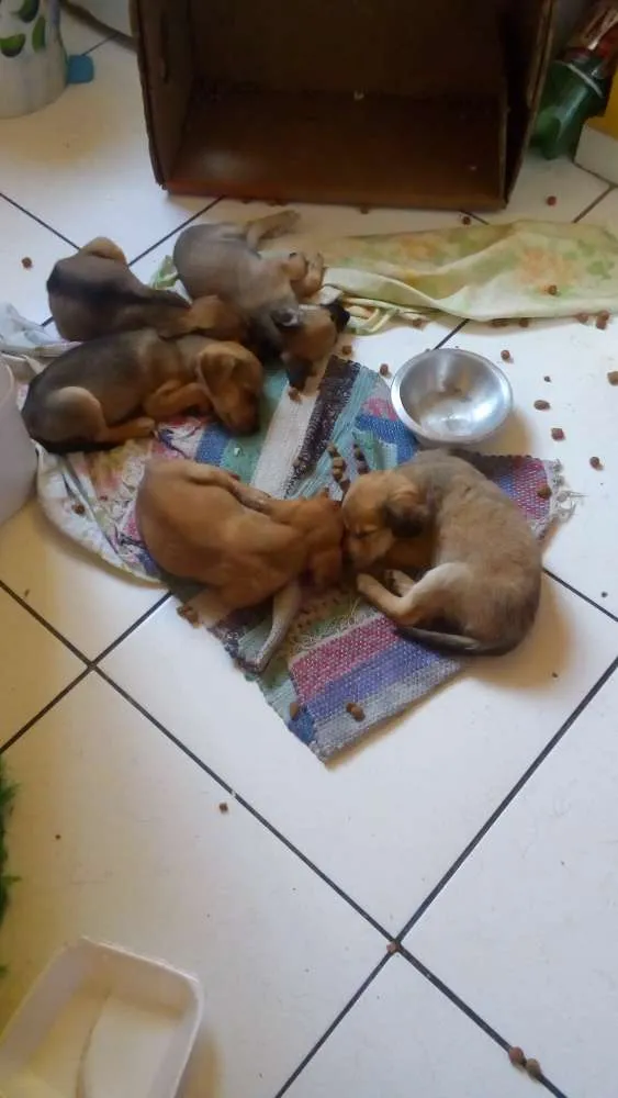Cachorro raça Não definidas idade Abaixo de 2 meses nome Filhotes