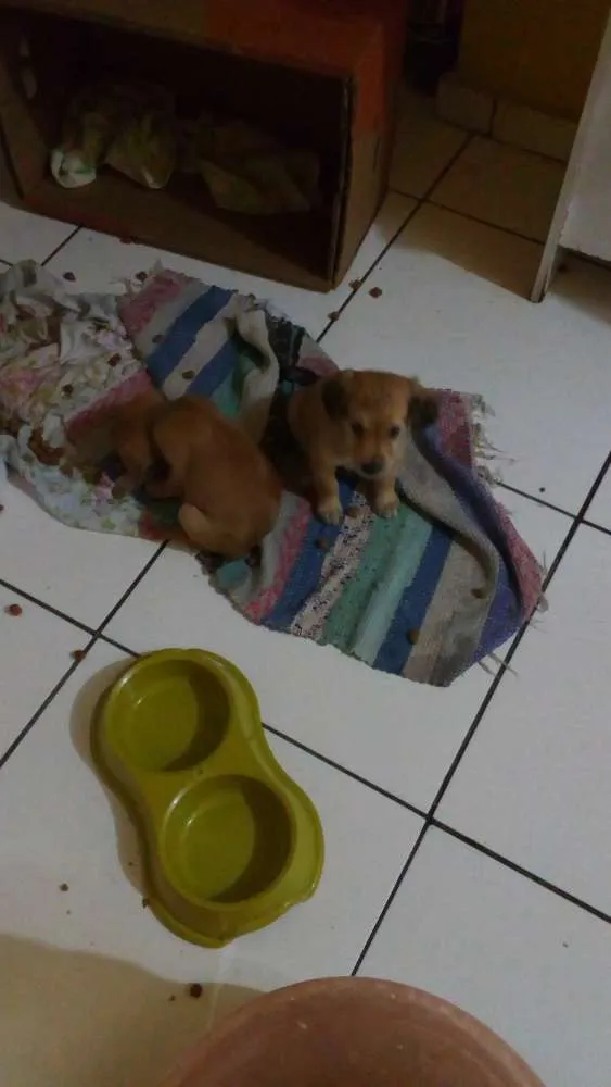 Cachorro raça Não definidas idade Abaixo de 2 meses nome Filhotes
