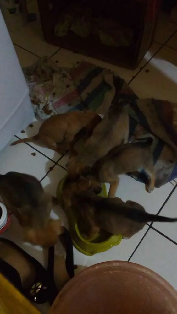 Cachorro raça Não definidas idade Abaixo de 2 meses nome Filhotes