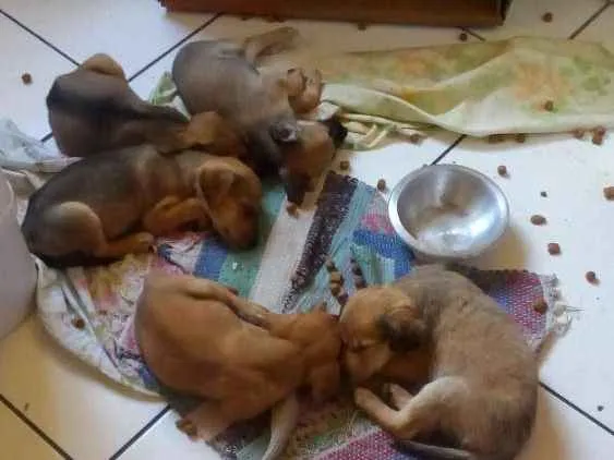 Cachorro raça Não definidas idade Abaixo de 2 meses nome Filhotes