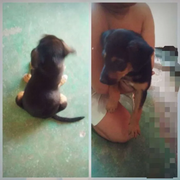 Cachorro ra a Raciada com pastor idade 2 a 6 meses nome Estrela