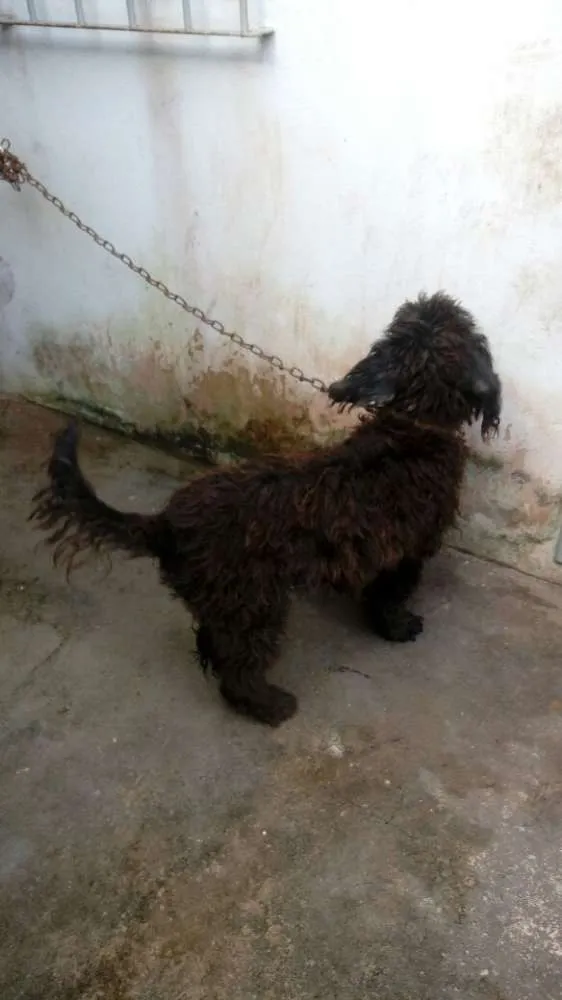 Cachorro raça Poodle idade 7 a 11 meses nome Bill