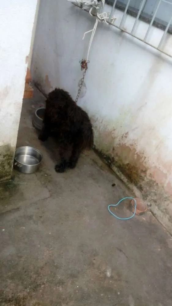Cachorro raça Poodle idade 7 a 11 meses nome Bill