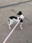 Boo