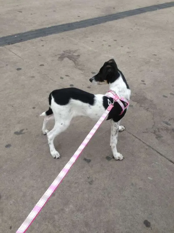 Cachorro raça SRD idade 2 anos nome Boo