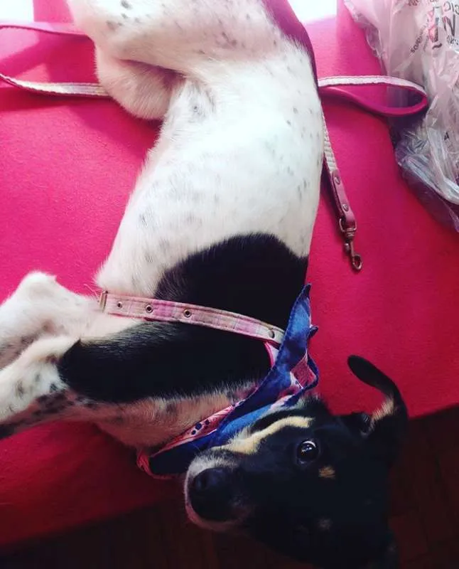 Cachorro raça SRD idade 2 anos nome Boo