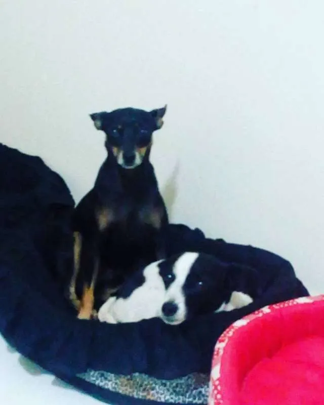 Cachorro ra a Pinscher idade 4 anos nome Tetê