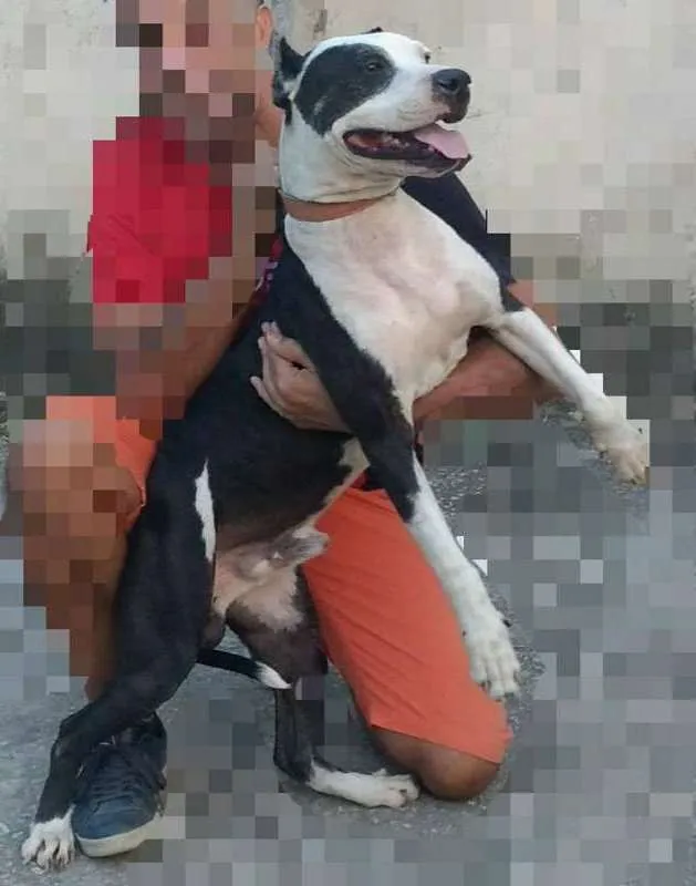 Cachorro ra a Pit-Bull idade 4 anos nome Apolo