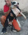 Apolo