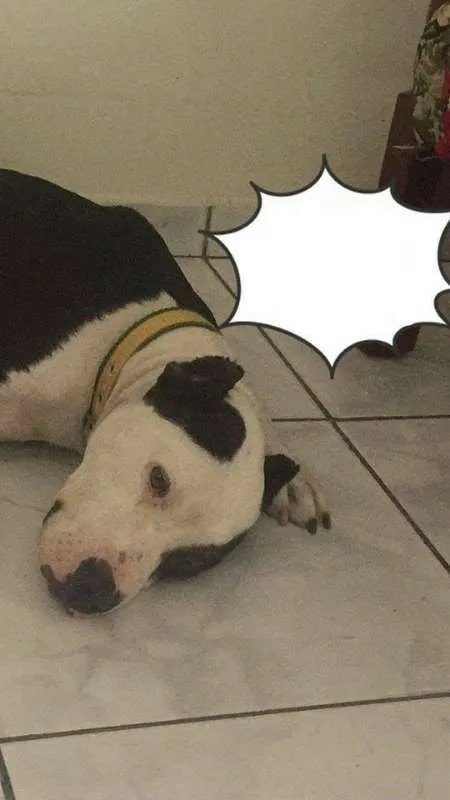 Cachorro ra a Pit-Bull idade 4 anos nome Apolo