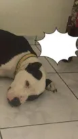 Apolo