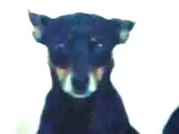 Cachorro ra a Pinscher idade 4 anos nome Tetê