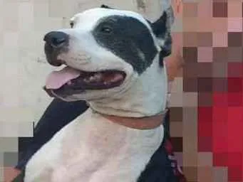 Cachorro ra a Pit-Bull idade 4 anos nome Apolo