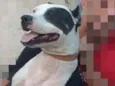 Apolo