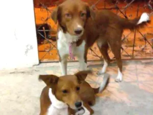 Cachorro raça Vira-lata idade 1 ano nome Lili e lilica