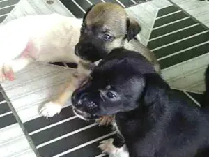 Cachorro raça Vira lata idade 2 a 6 meses nome Sem nome