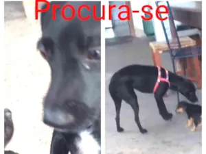 Cachorro raça Vira lata idade 7 a 11 meses nome Meg