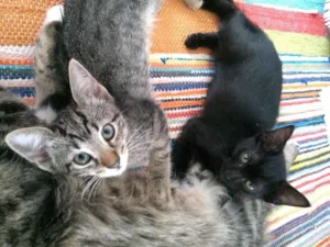 Gato raça Vira Lata idade 2 a 6 meses nome Sem Nome