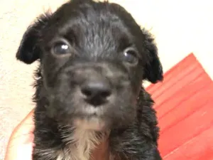 Cachorro raça Vira lata idade Abaixo de 2 meses nome Sem nome ainda