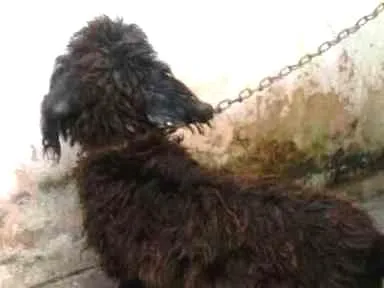 Cachorro raça Poodle idade 7 a 11 meses nome Bill