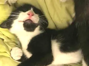 Gato raça Pelo curto brasileiro idade 2 a 6 meses nome Maria flor,floquinho