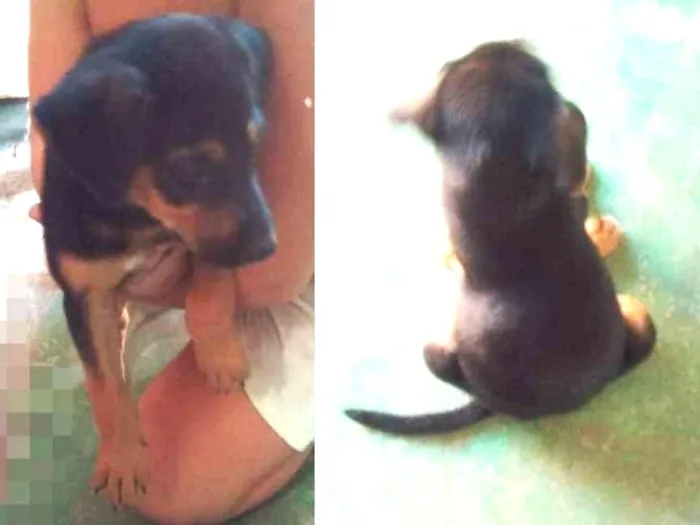 Cachorro ra a Raciada com pastor idade 2 a 6 meses nome Estrela
