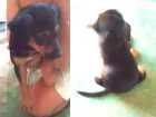Cachorro raça Raciada com pastor idade 2 a 6 meses nome Estrela