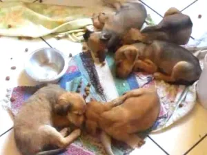 Cachorro raça Não definidas idade Abaixo de 2 meses nome Filhotes