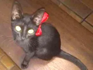 Gato raça Vira lata idade 2 a 6 meses nome Drica