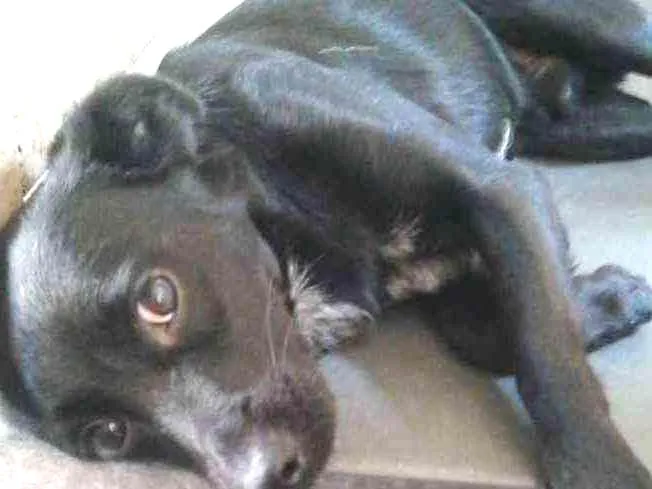 Cachorro ra a SRD idade 7 a 11 meses nome Bob