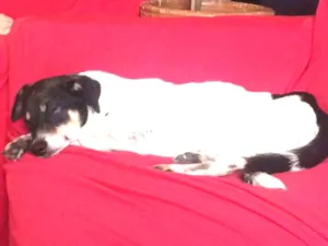 Cachorro raça SRD idade 2 anos nome Boo
