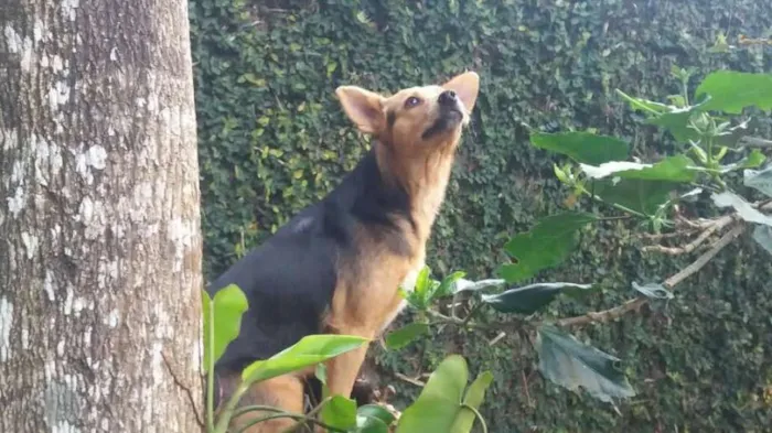 Cachorro ra a SRD idade 1 ano nome Sunny