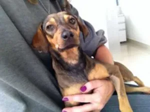 Cachorro raça SRD idade 1 ano nome Sharon