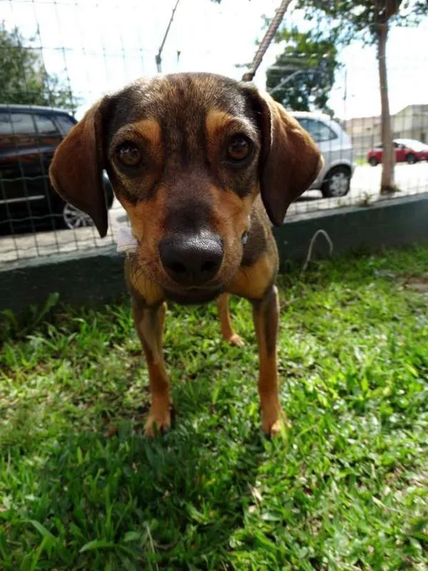 Cachorro ra a SRD idade 1 ano nome Sharon