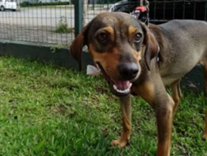 Cachorro ra a SRD idade 1 ano nome Sharon