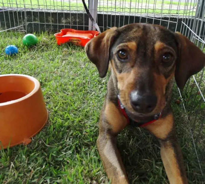 Cachorro ra a SRD idade 1 ano nome Sharon