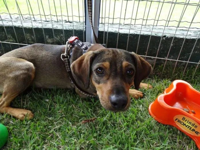 Cachorro ra a SRD idade 1 ano nome Sharon