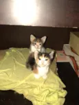 Felinos