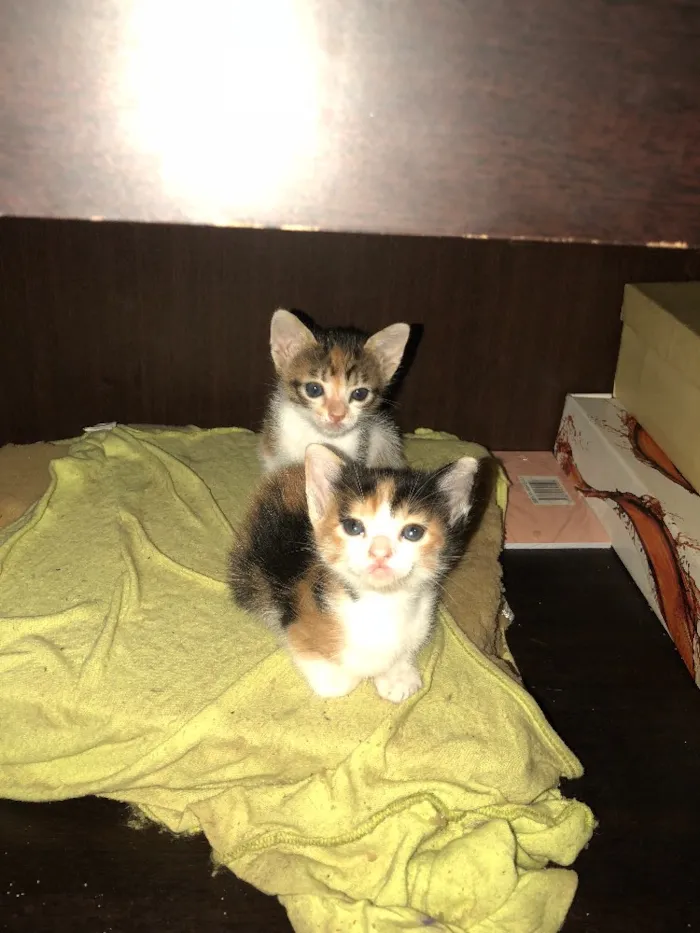 Gato ra a  idade Abaixo de 2 meses nome Felinos