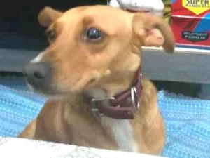 Cachorro raça Vira lata idade 3 anos nome Não sei o nome