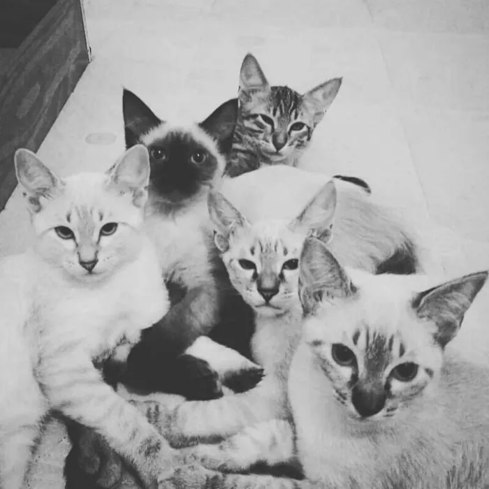 Gato ra a SRD idade 2 a 6 meses nome vários